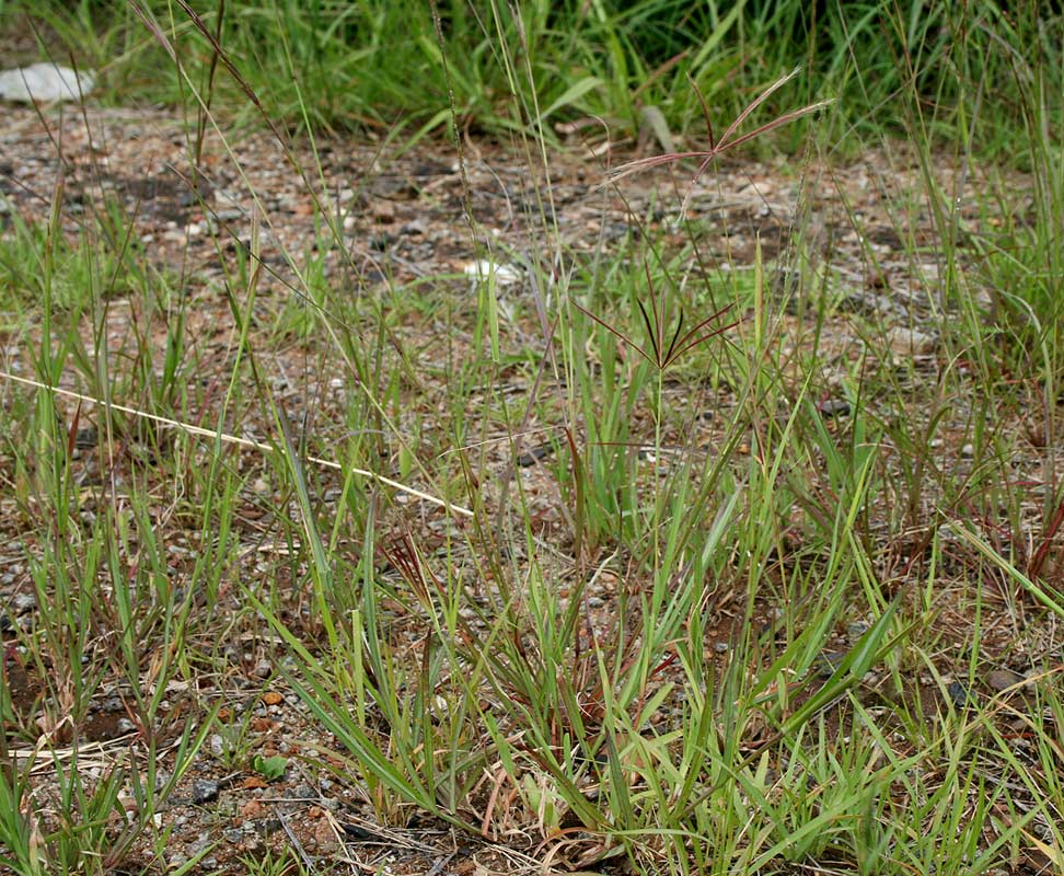 Chloris pycnothrix