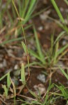 Chloris pycnothrix