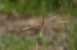 Chloris pycnothrix