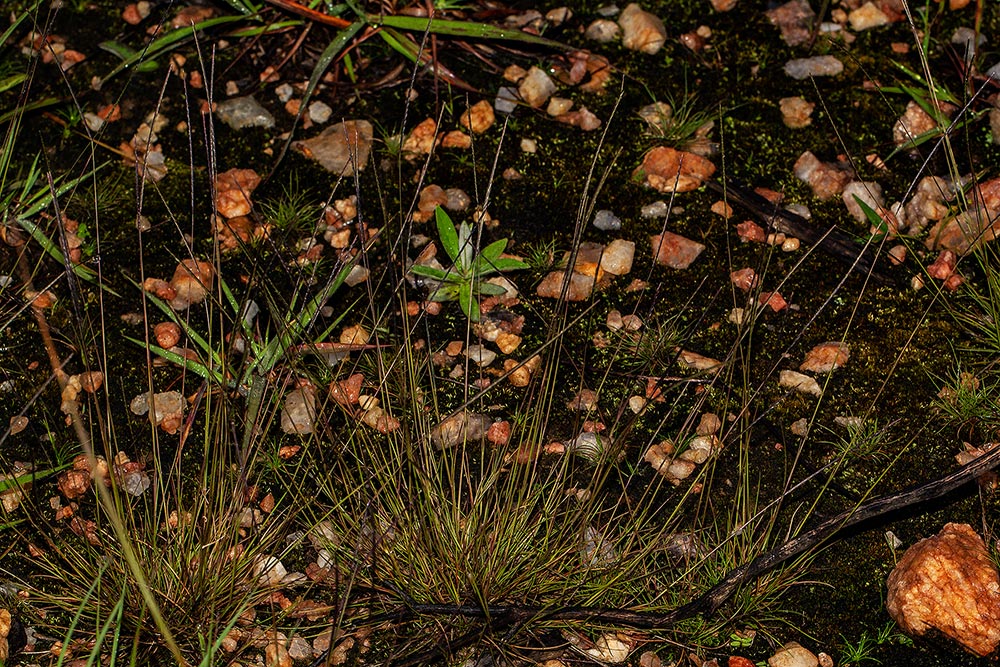 Microchloa kunthii