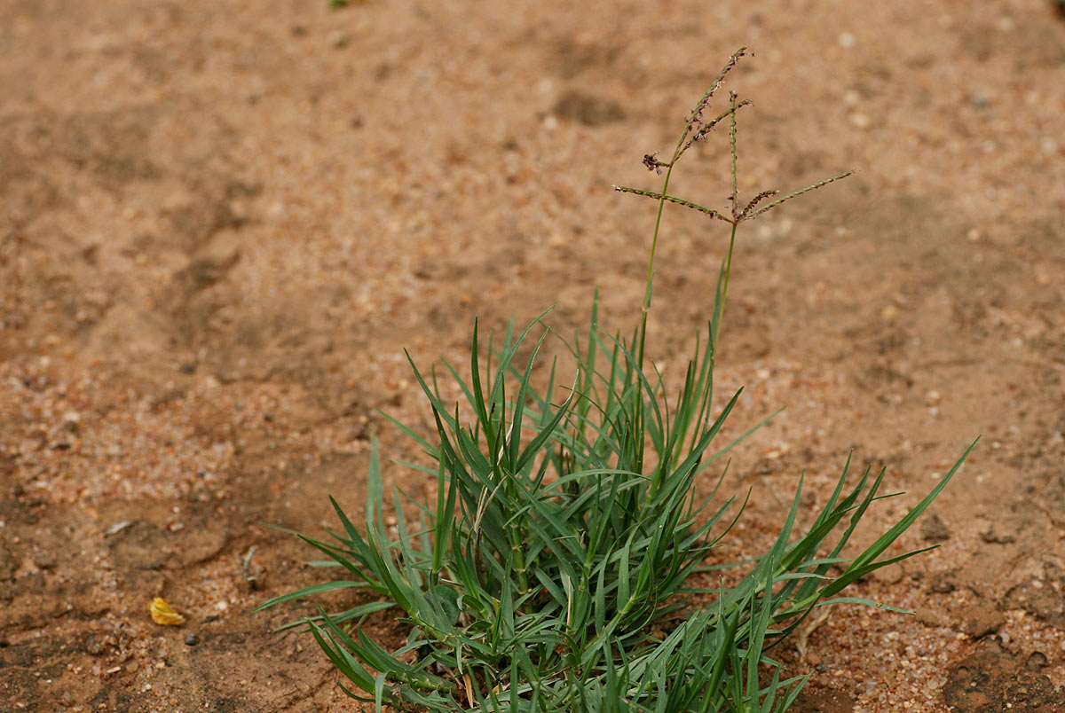 Cynodon dactylon