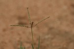 Cynodon dactylon
