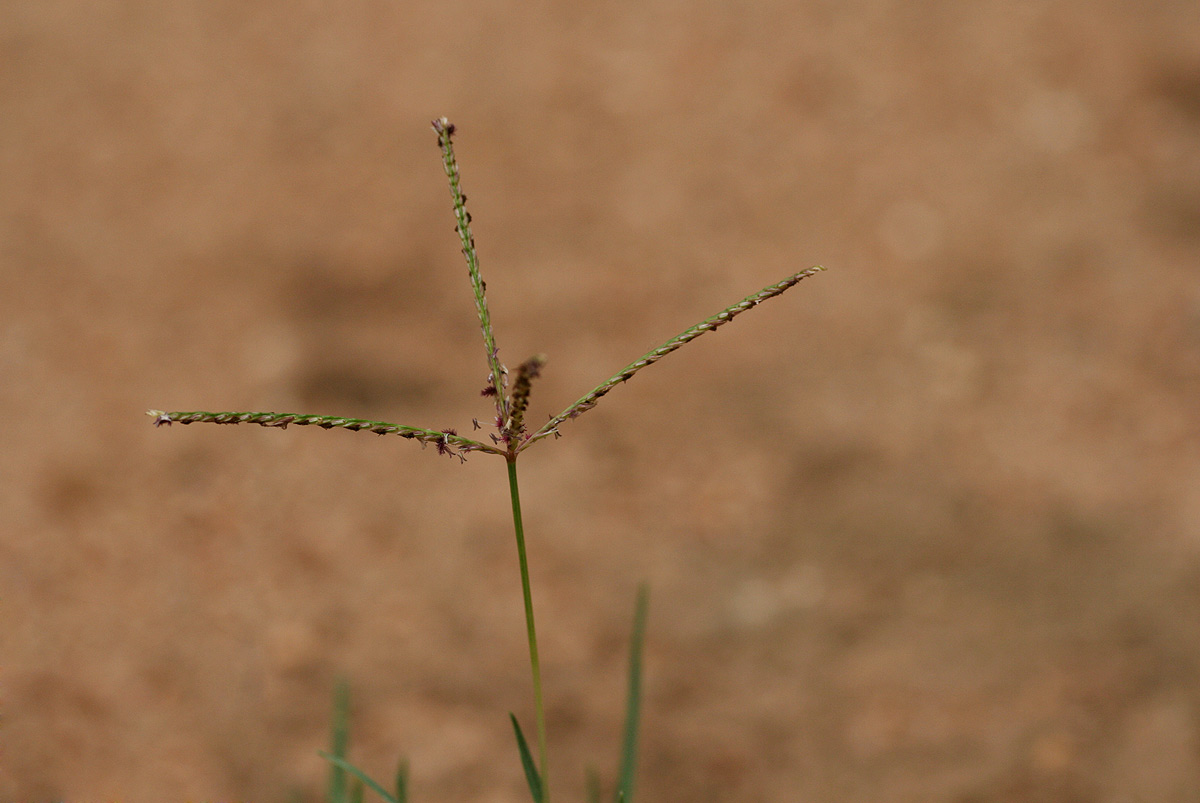 Cynodon dactylon