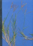 Cynodon dactylon