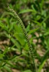 Tragus berteronianus