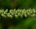 Tragus berteronianus