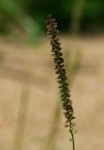 Tragus berteronianus