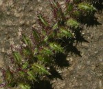 Tragus berteronianus