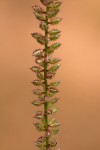 Tragus berteronianus
