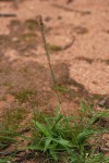 Tragus berteronianus