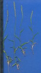 Tragus berteronianus