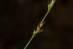 Oplismenus hirtellus
