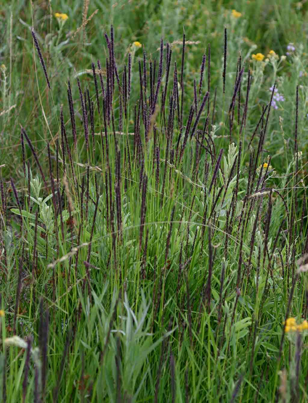 Sacciolepis typhura