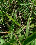 Urochloa arrecta