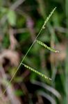 Urochloa brizantha