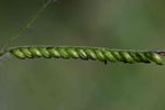 Urochloa brizantha