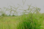 Urochloa brizantha
