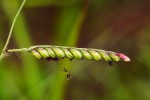 Urochloa brizantha