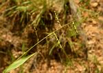 Brachiaria deflexa