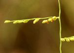 Brachiaria deflexa
