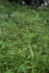 Brachiaria deflexa