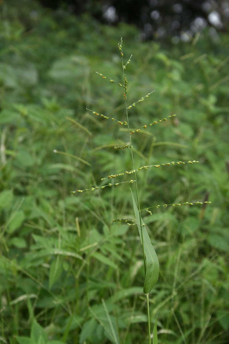 Brachiaria deflexa