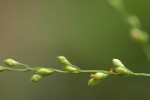 Brachiaria deflexa