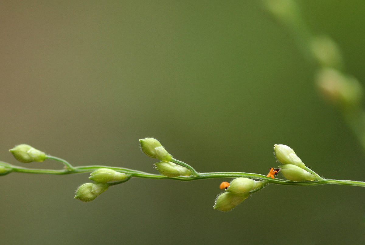 Brachiaria deflexa