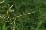 Brachiaria deflexa