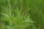 Urochloa xantholeuca