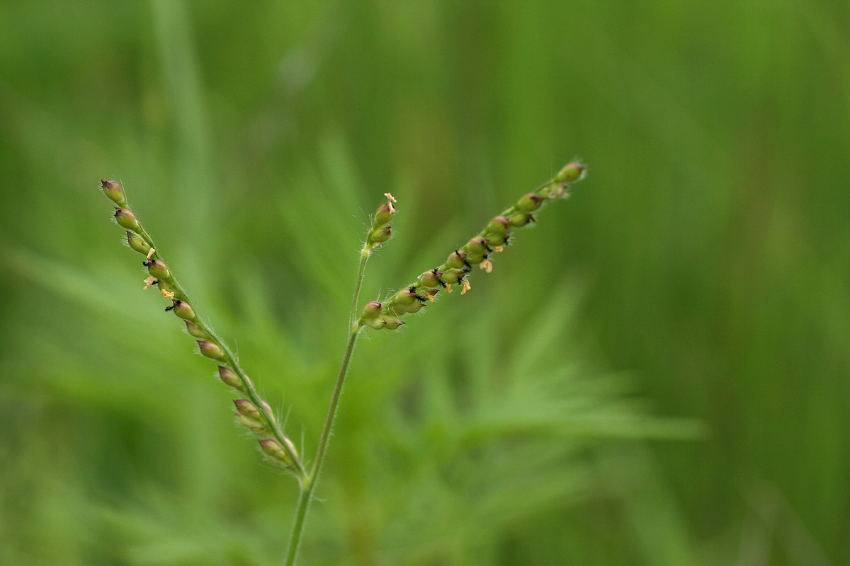 Urochloa xantholeuca