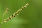 Urochloa xantholeuca