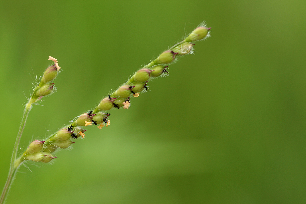 Urochloa xantholeuca