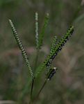 Paspalum notatum