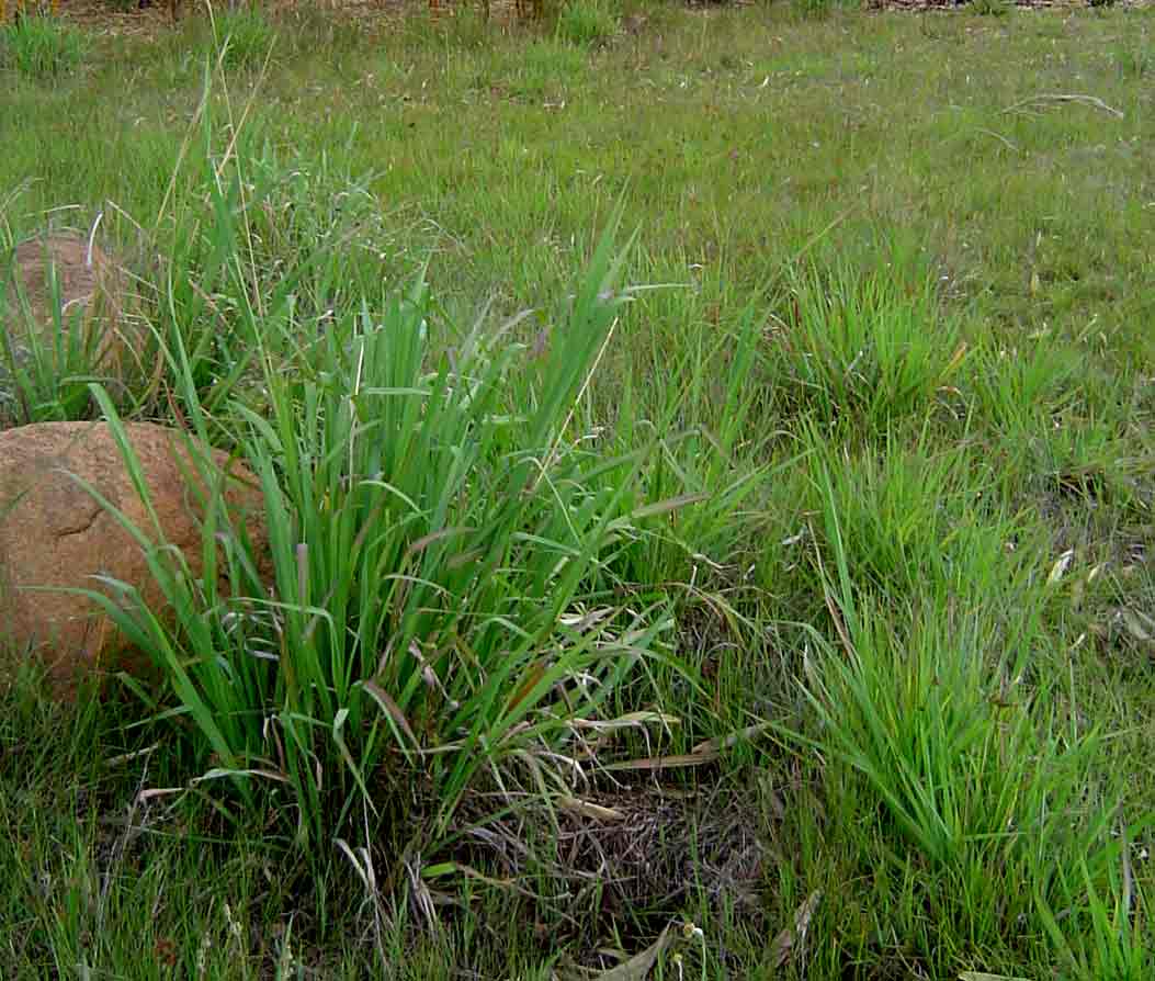 Paspalum urvillei