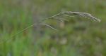 Paspalum urvillei