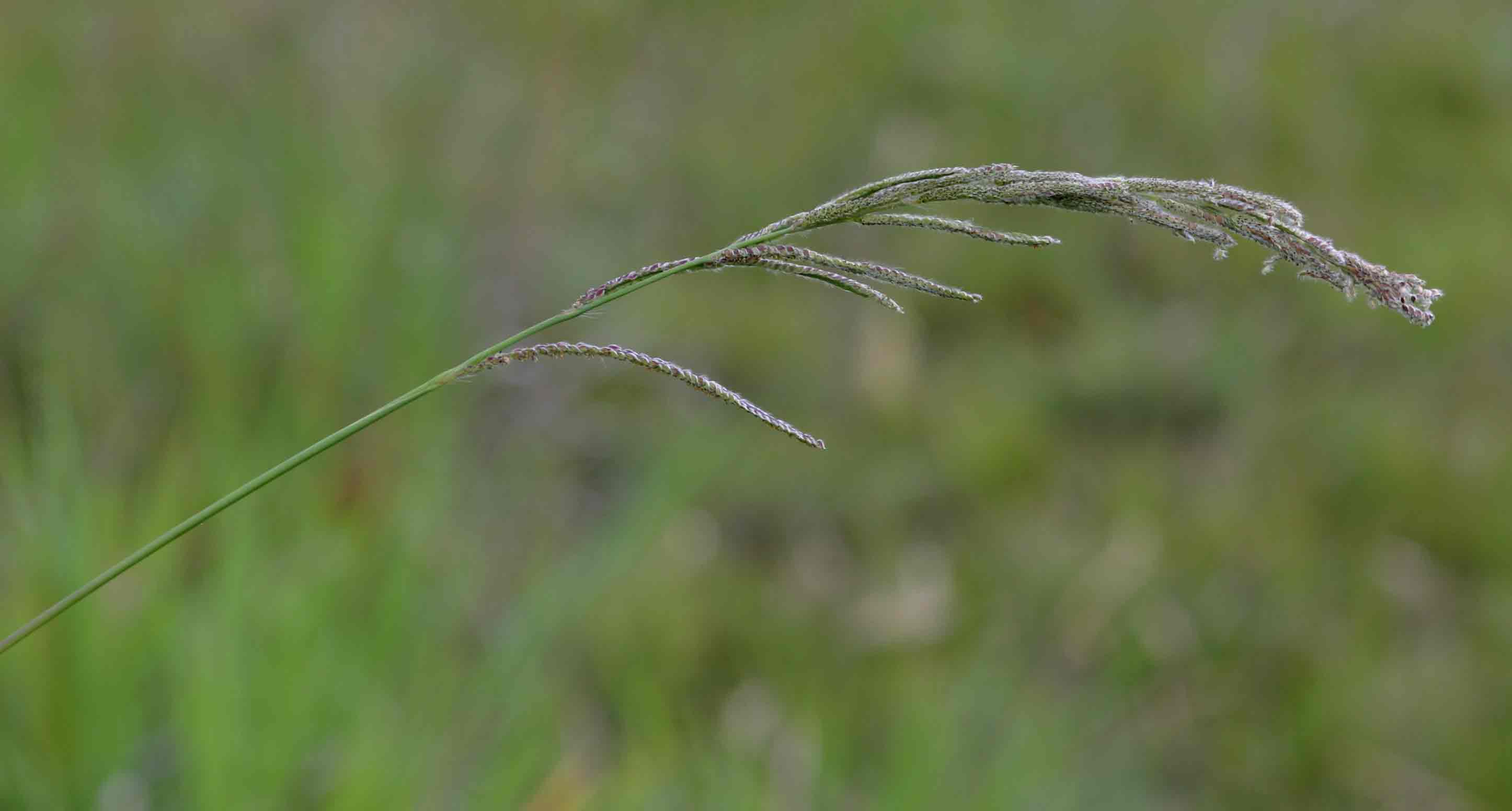 Paspalum urvillei