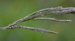 Paspalum urvillei