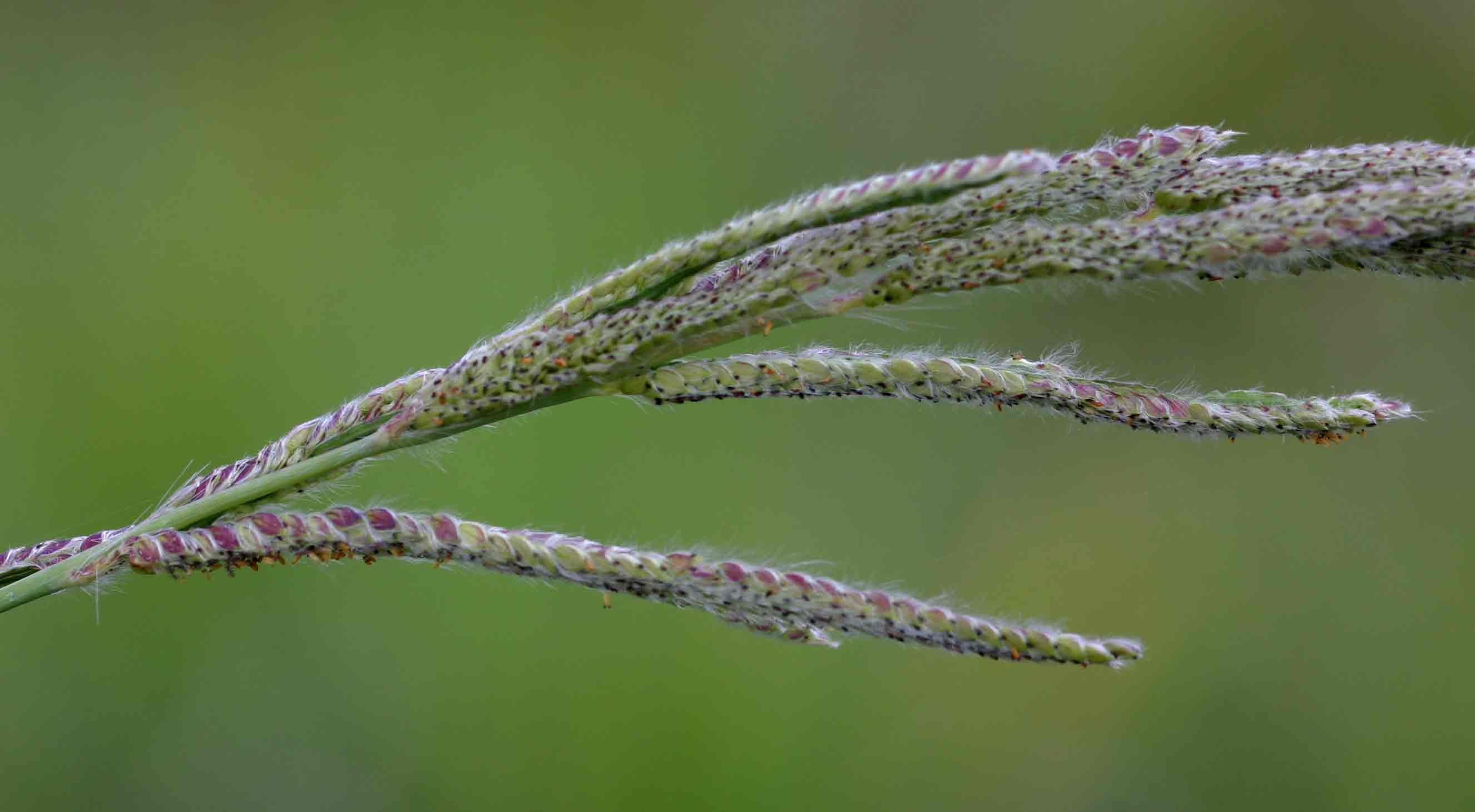 Paspalum urvillei
