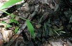 Setaria homonyma