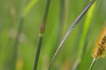 Setaria sphacelata