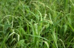 Setaria verticillata