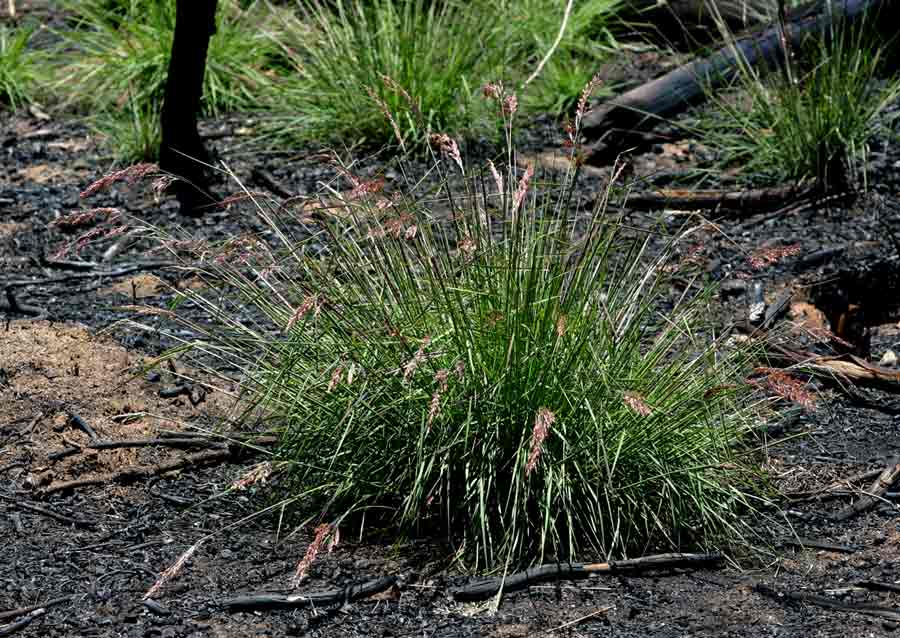 Melinis nerviglumis