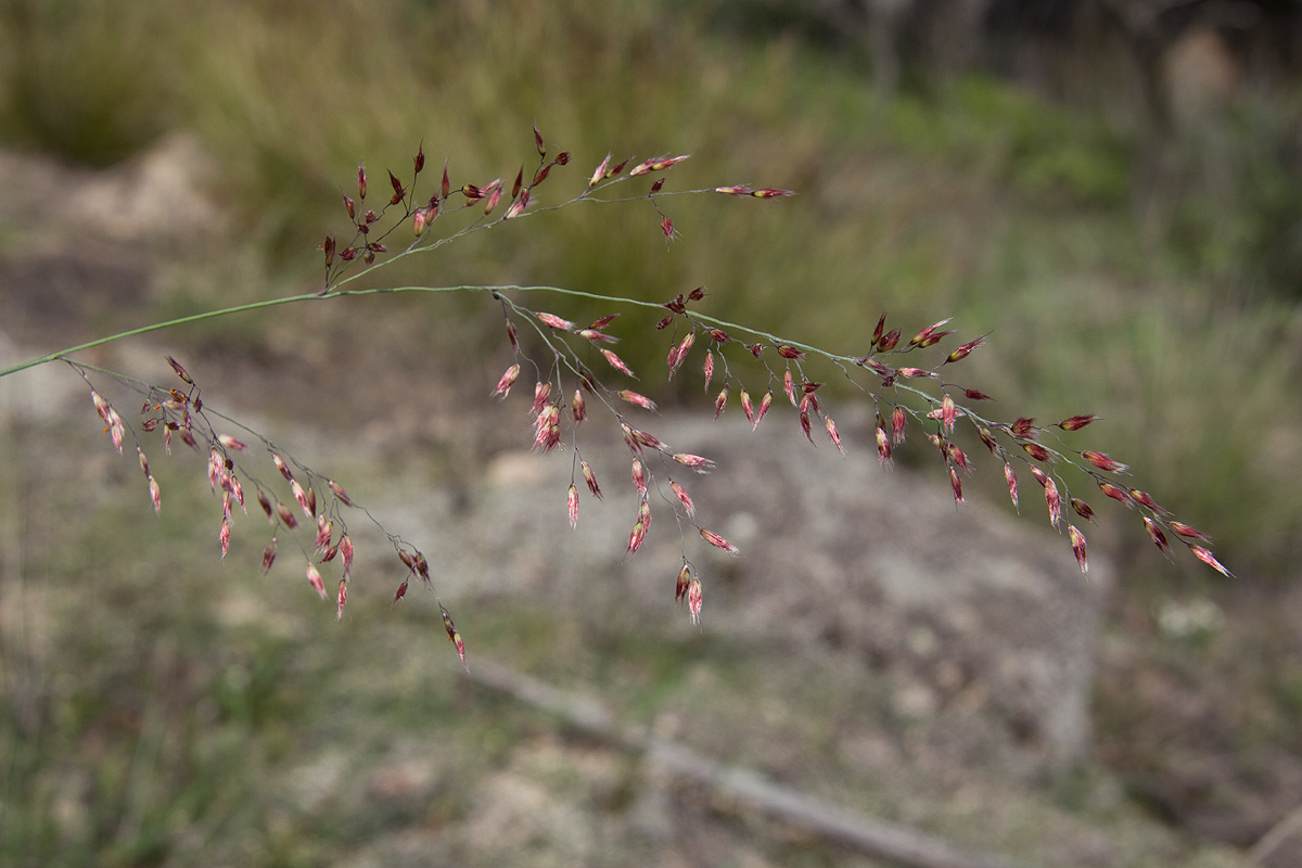 Melinis nerviglumis