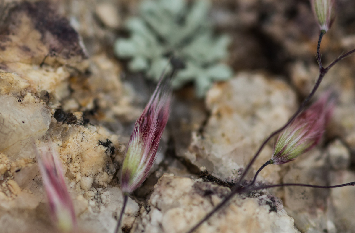 Melinis nerviglumis
