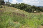 Digitaria gazensis