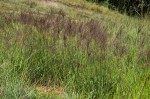 Digitaria gazensis