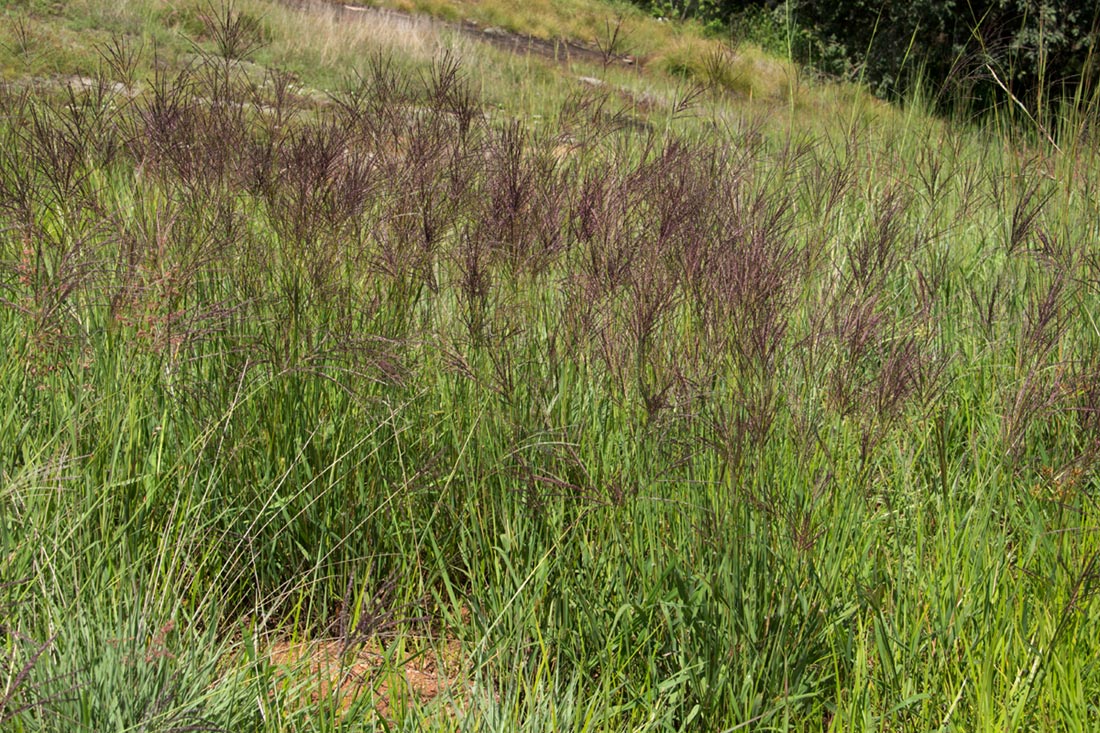 Digitaria gazensis