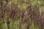 Digitaria gazensis