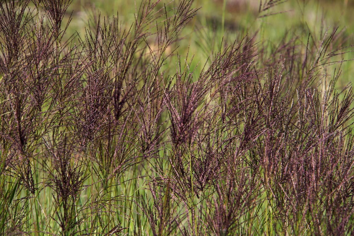 Digitaria gazensis